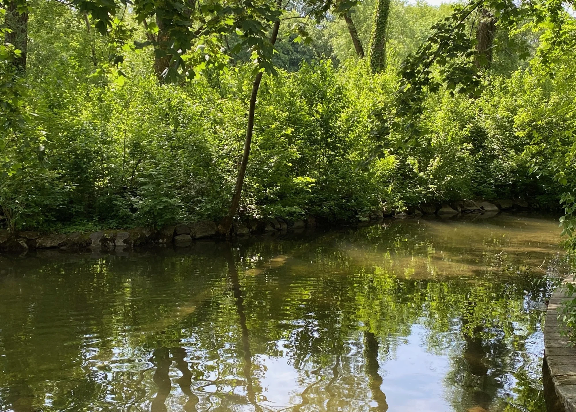 Biedersteiner Kanal.webp