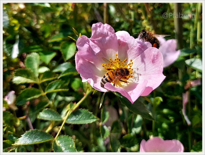 Biene an der Blüte der Heckenrose.jpg