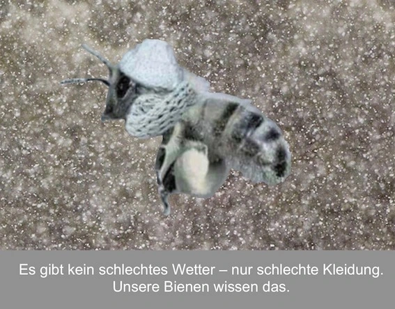 Biene_103KB.jpg