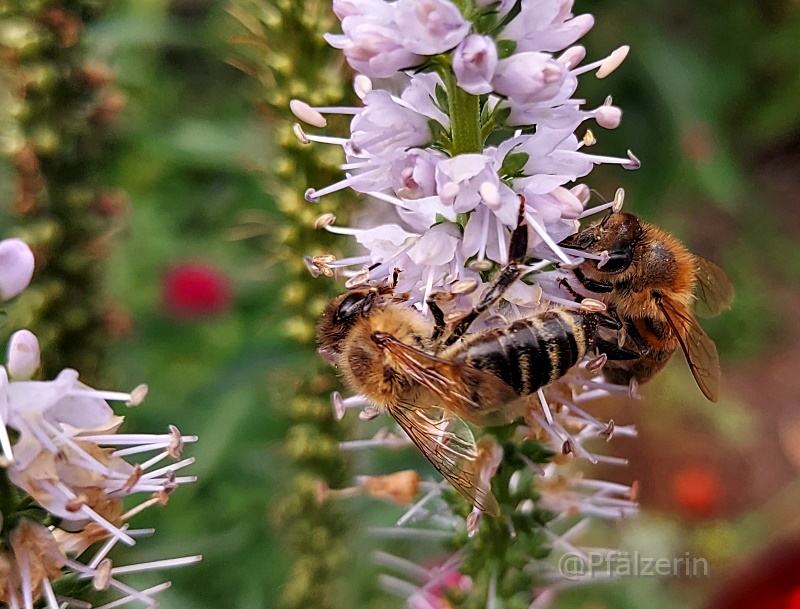 Bienen und Hummeln 4.jpg