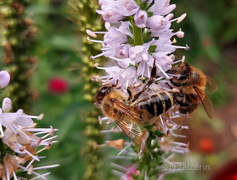 Bienen und Hummeln 4.webp