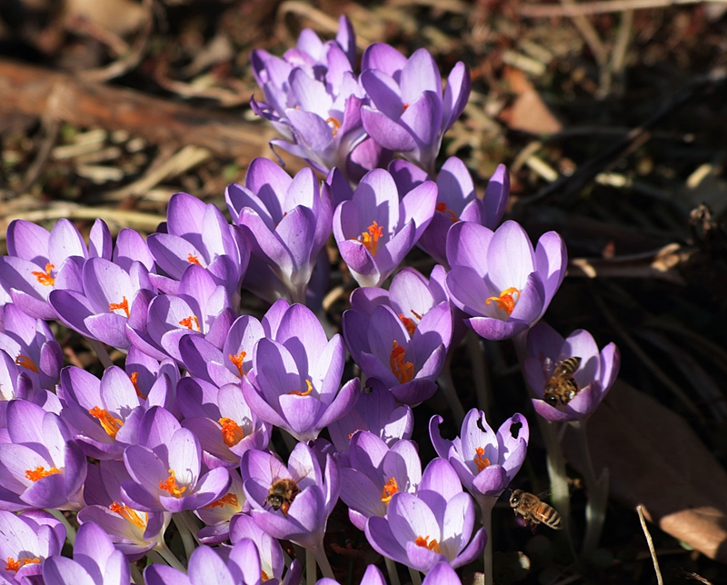 Bienen_bees_17022019_800.webp