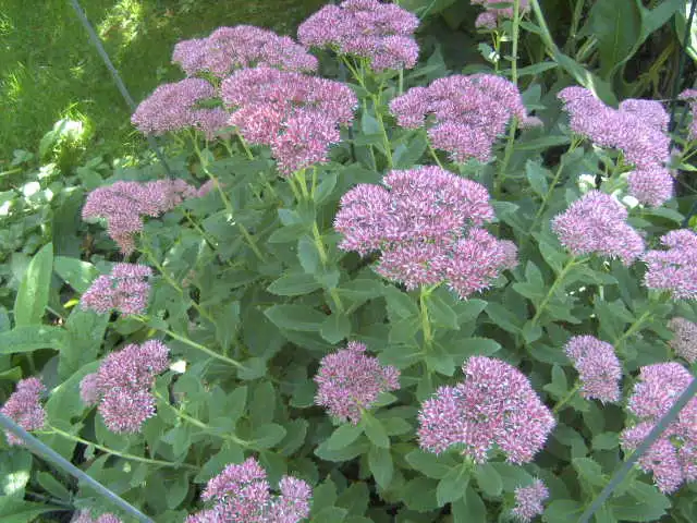BILD0713.webp