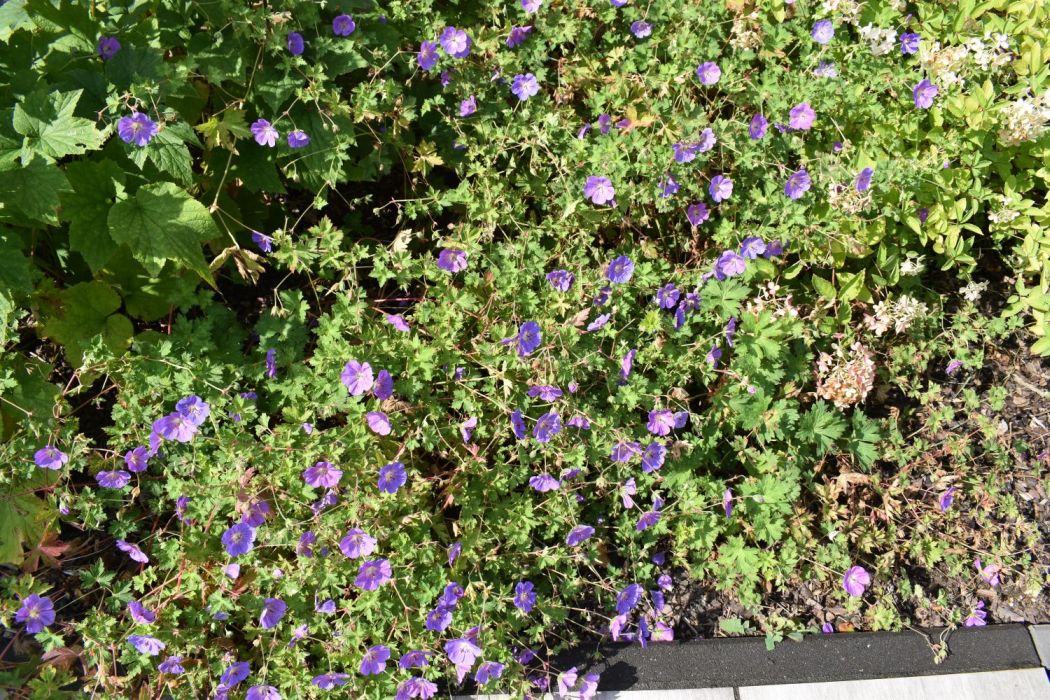 Bodendecker mit lila Blüte