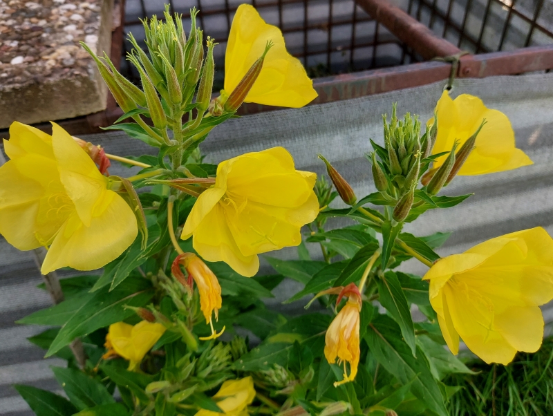 Bilder aus dem Garten bis Ende August 1.jpg