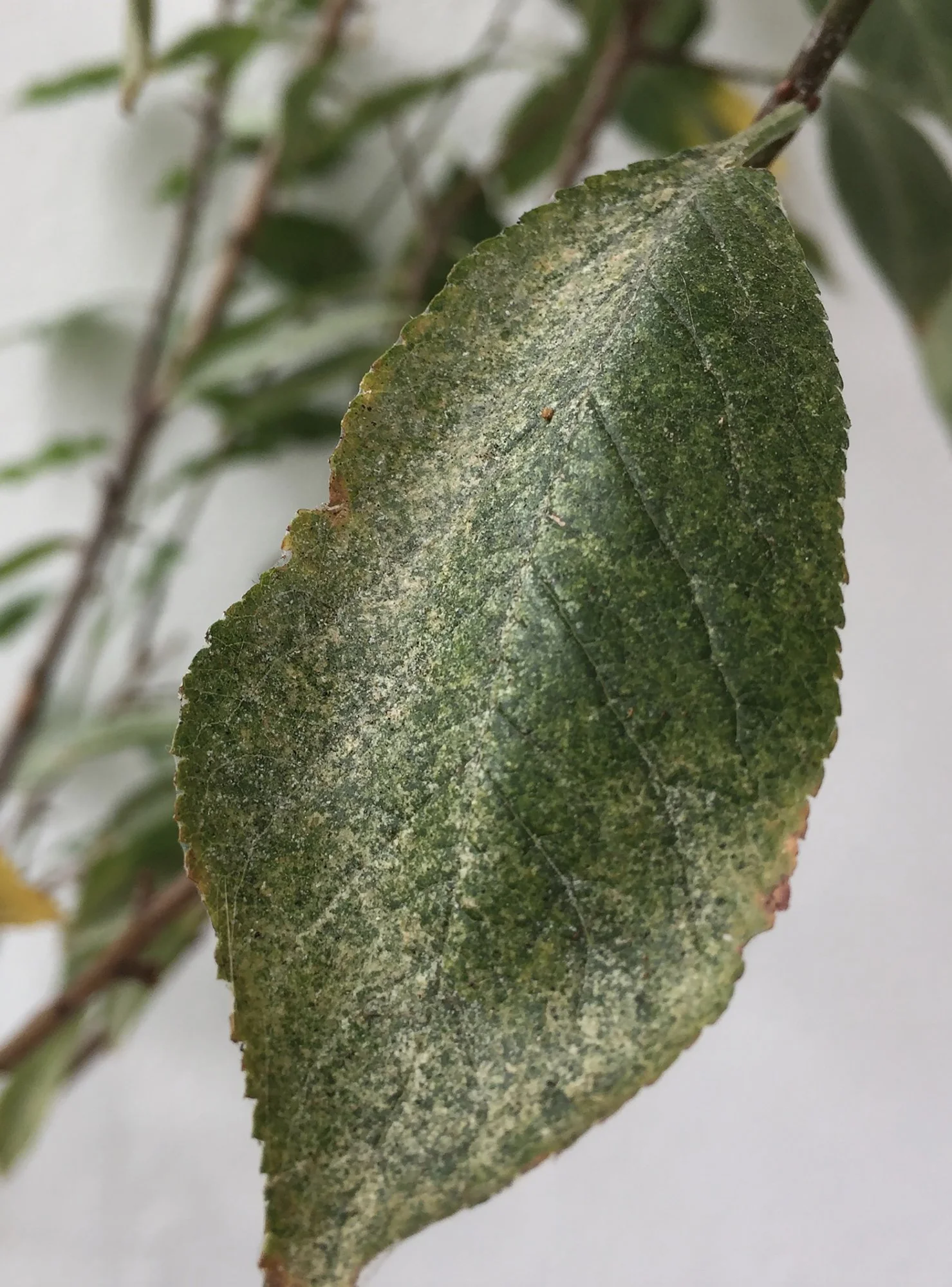 Bildschirmfoto 2018-10-23 um 13.46.48.webp
