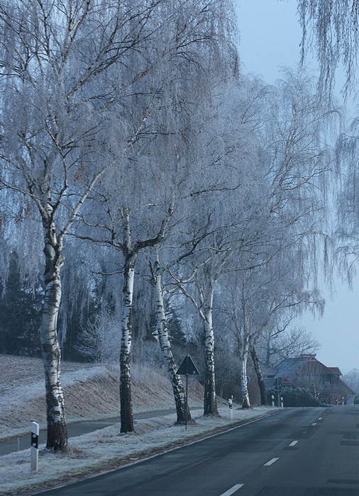 Birken_Allee_birch trees_alley_frozen2_700.JPG