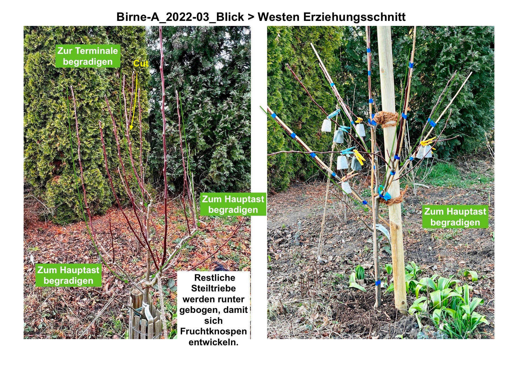 Birne-A_Erziehungsschnitt2022-03_ Blick > Westen.jpg