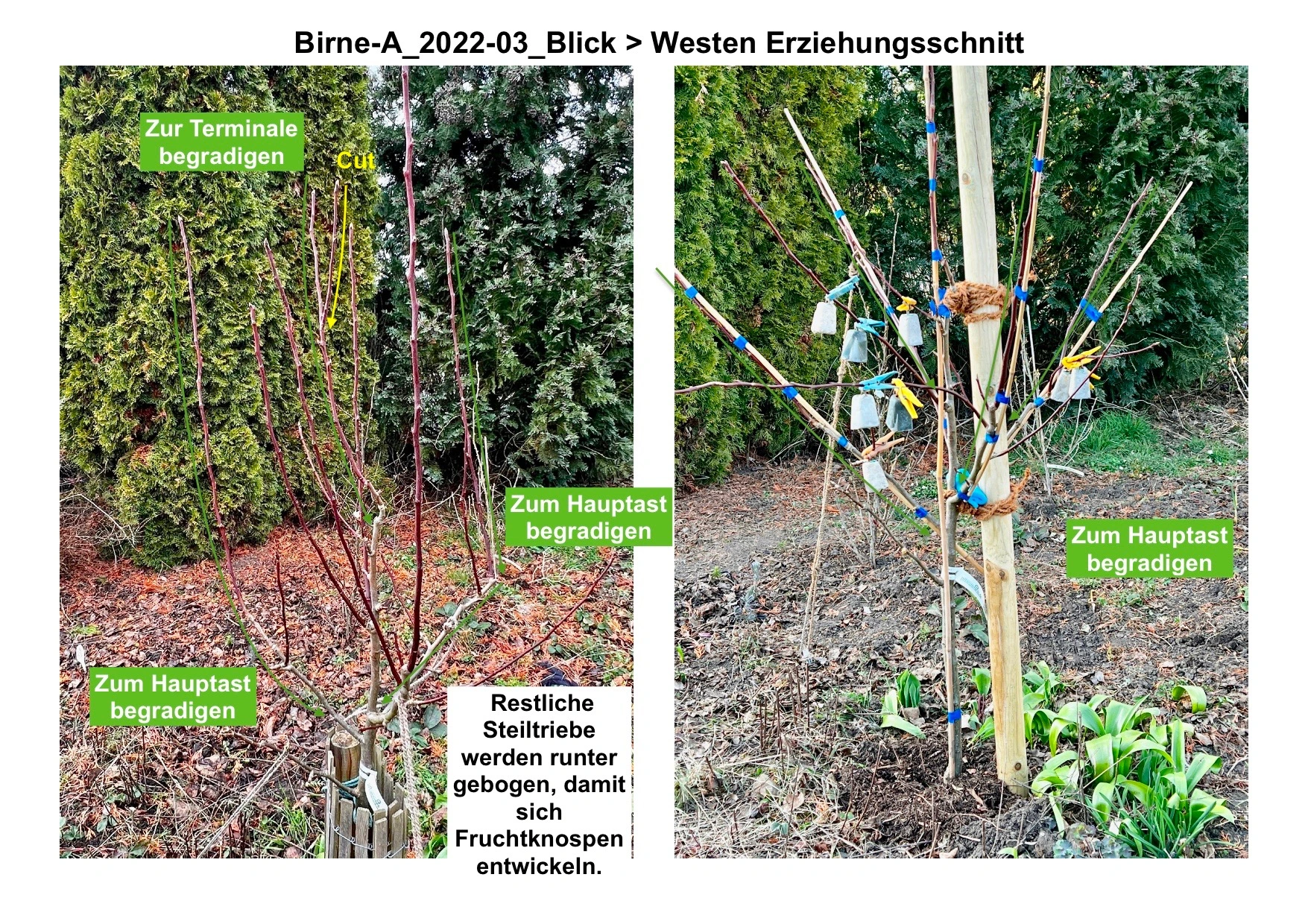 Birne-A_Erziehungsschnitt2022-03_ Blick > Westen.jpg