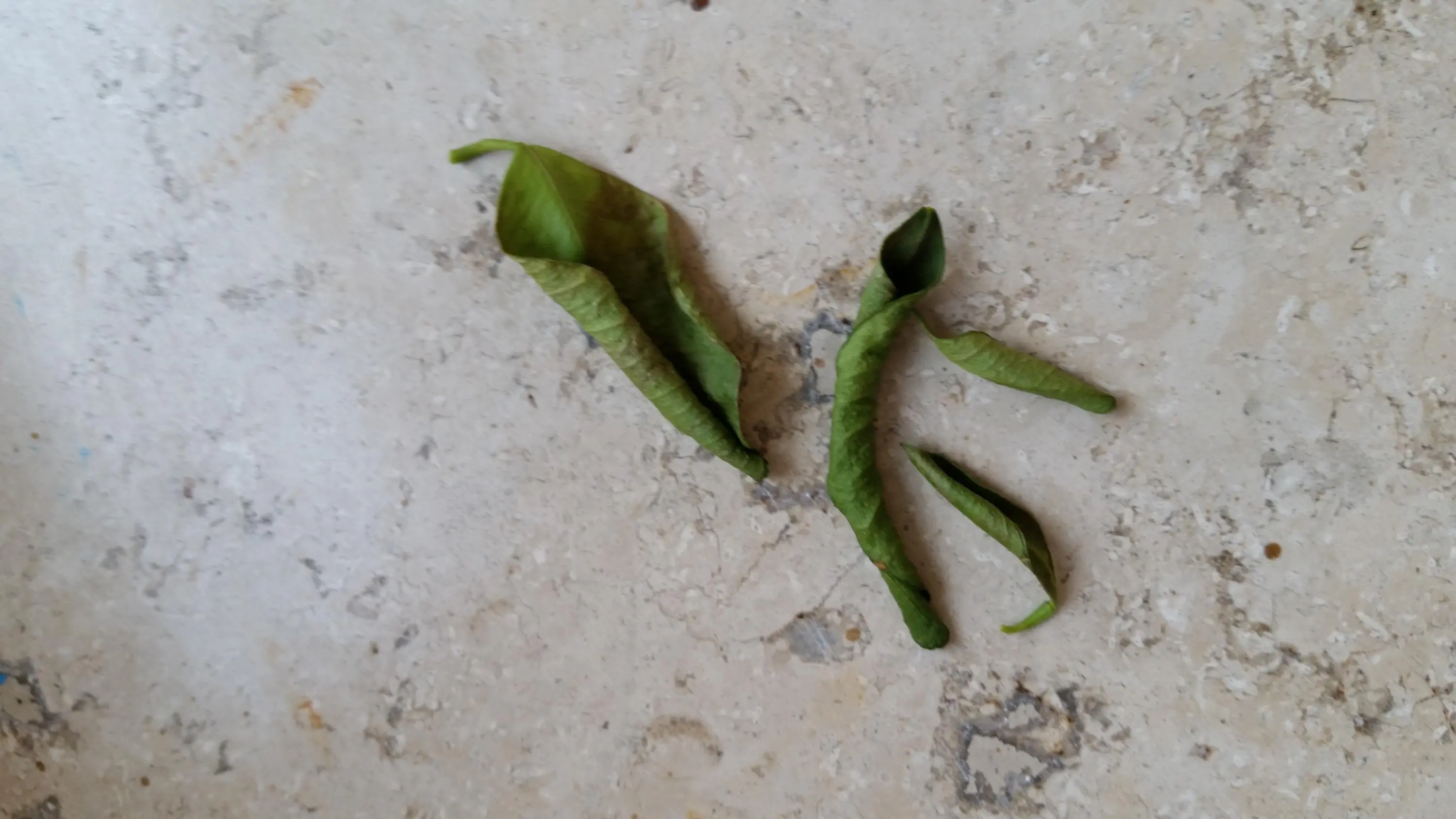 Zitrus Blätter rollen sich nach oben