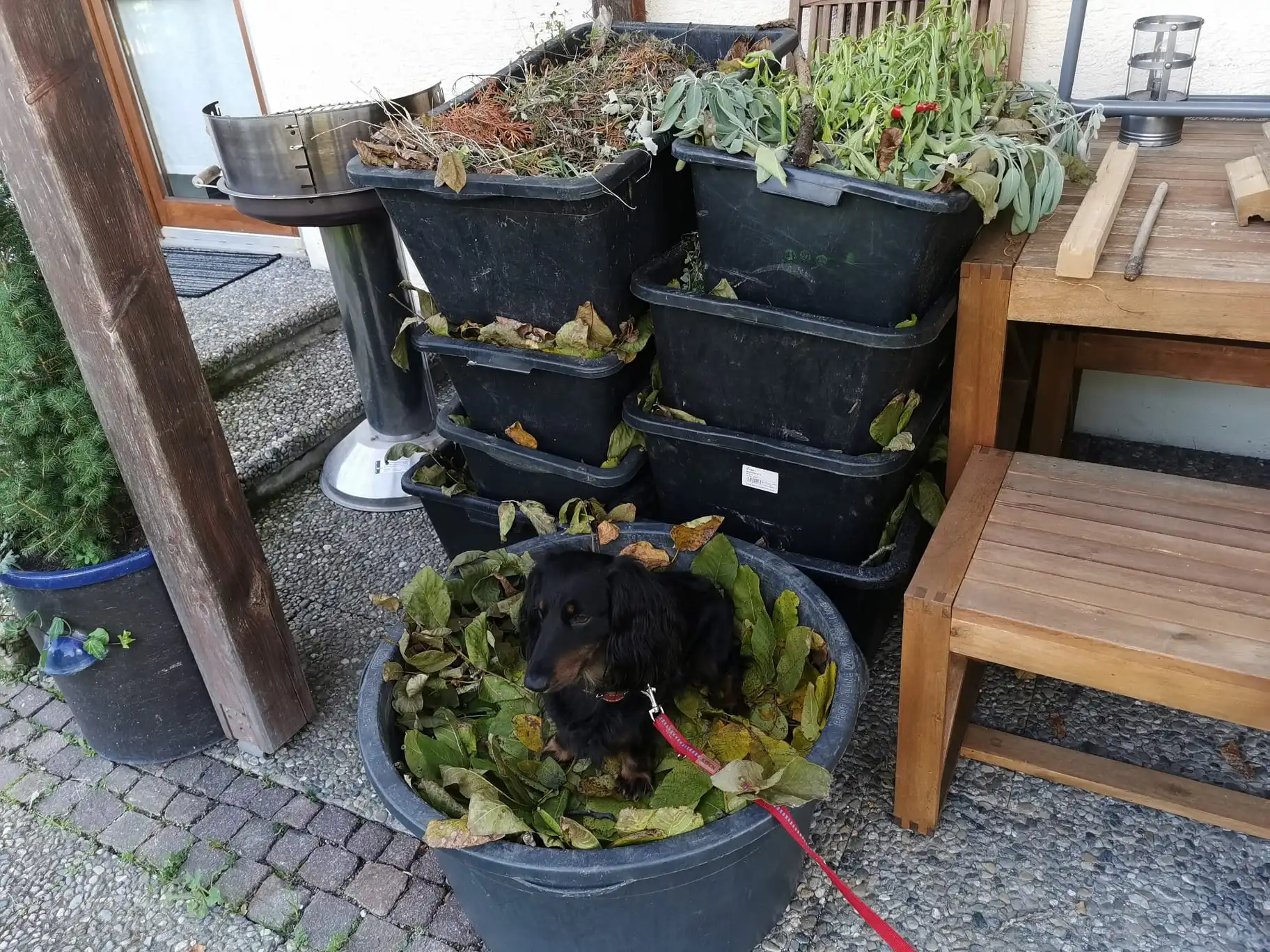 Blätterwache.webp