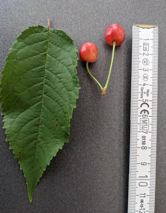 Blatt Kirsche groesse.webp