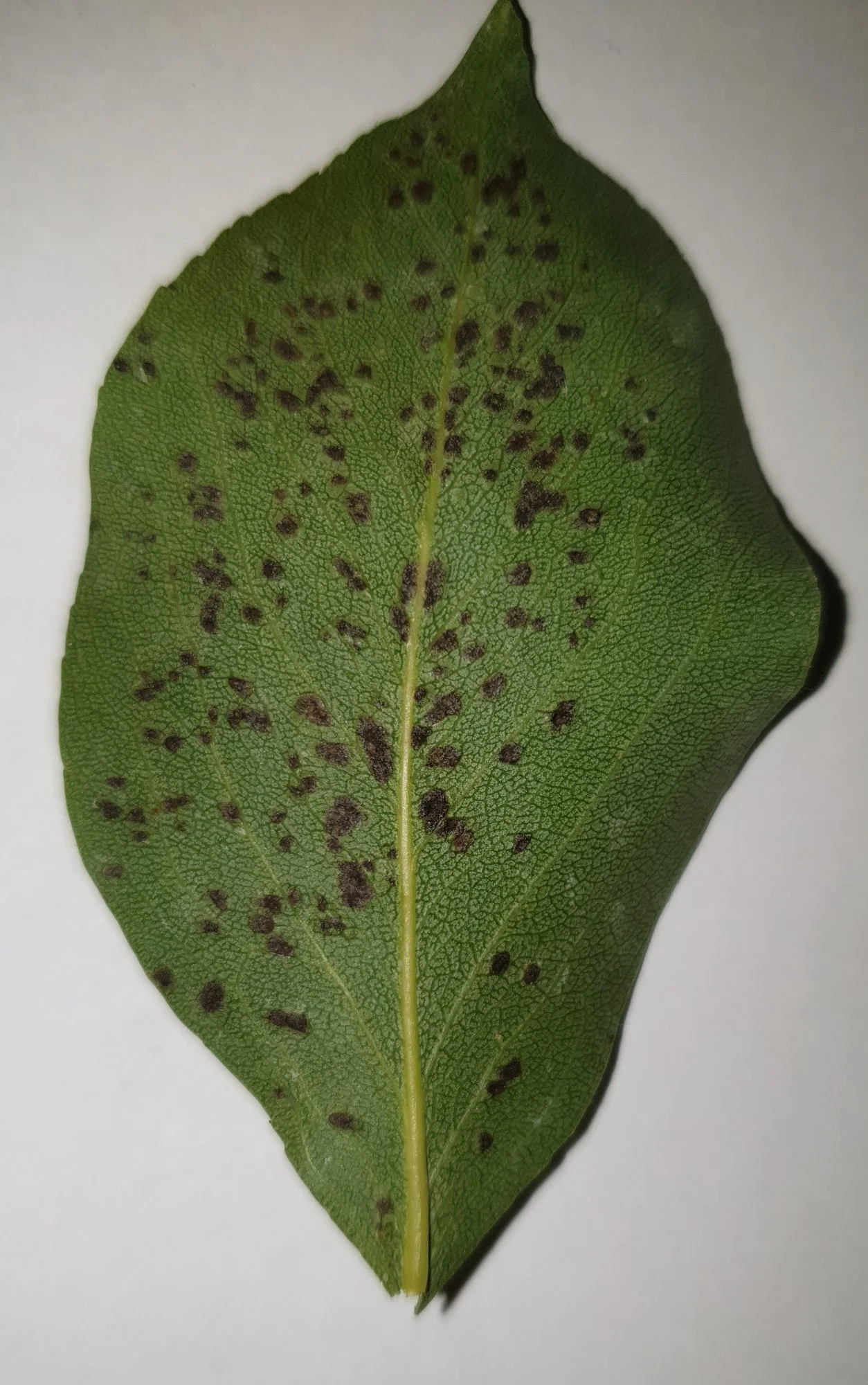 Blatt unten.webp