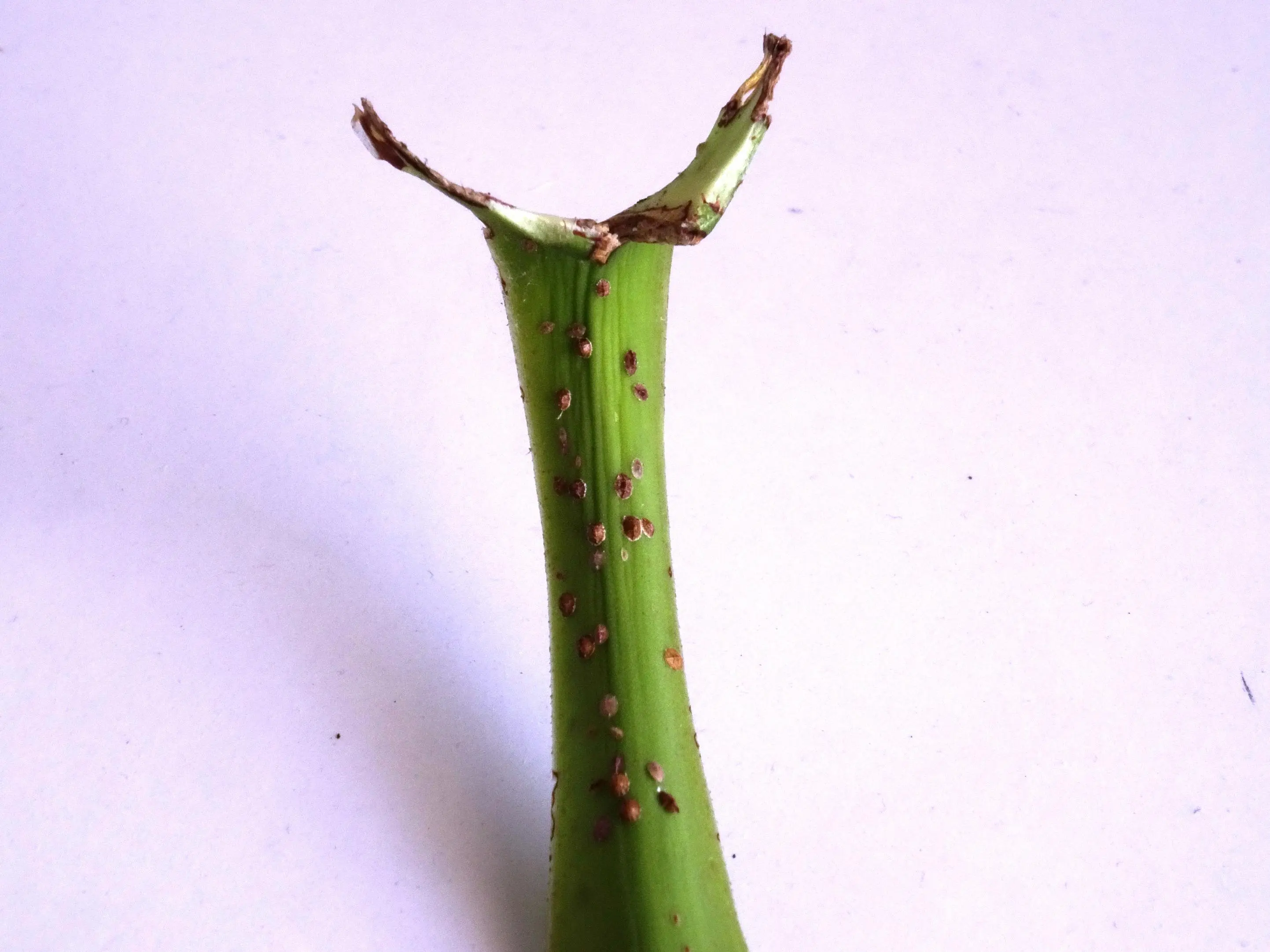 Kleine braune knubbel auf den Blättern. Was ist das?