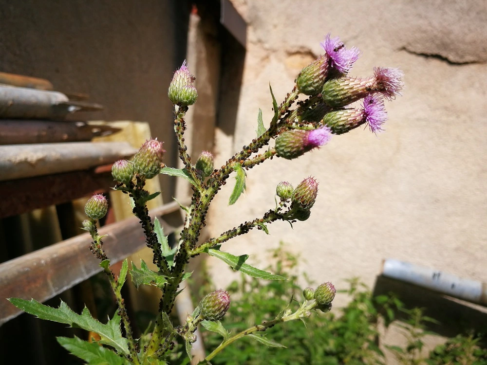 blattlaeuse-an-distel.webp