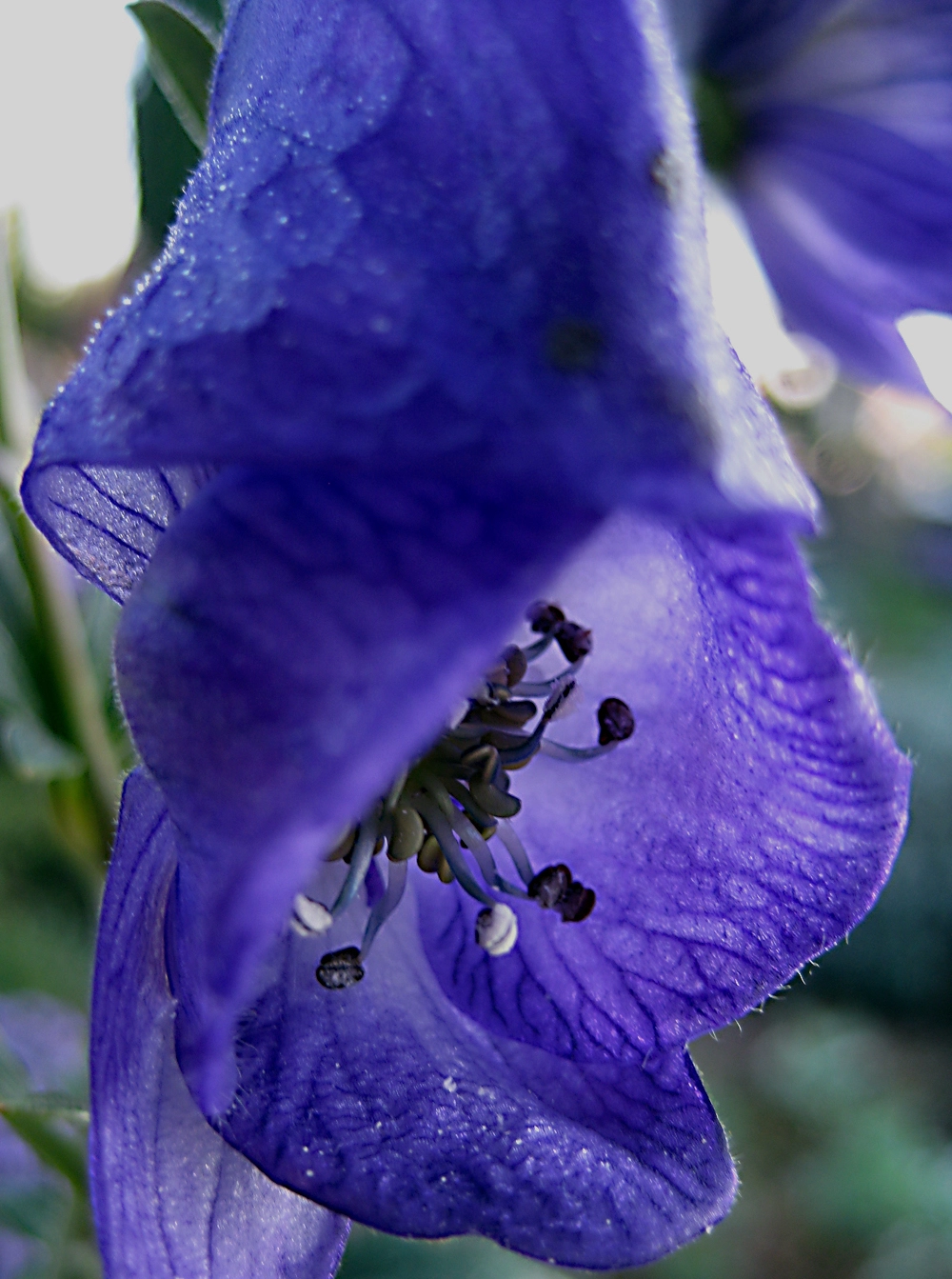 blau.webp