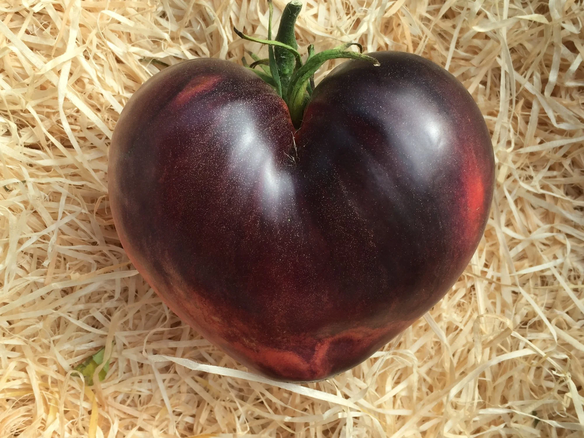 Blaue Herztomate Tubirubi.JPG