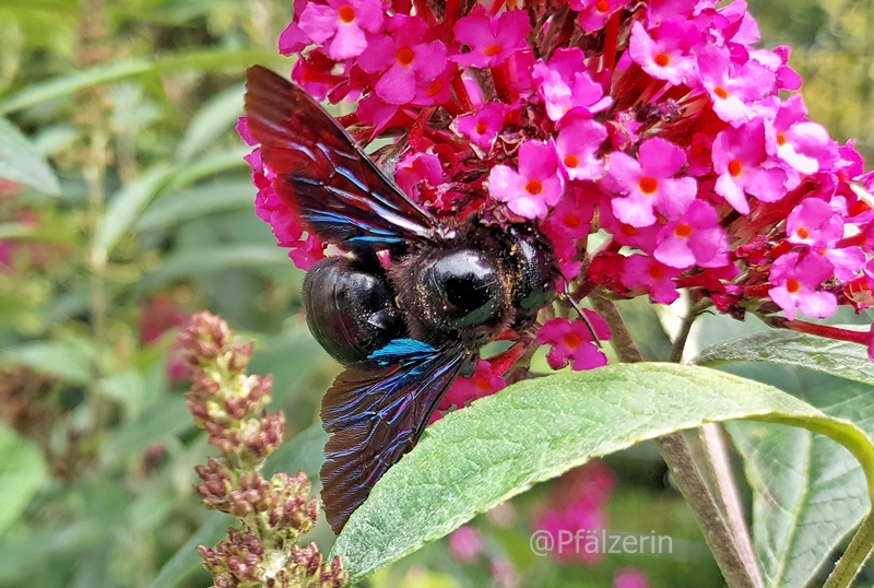 Blaue Holzbiene 1.webp