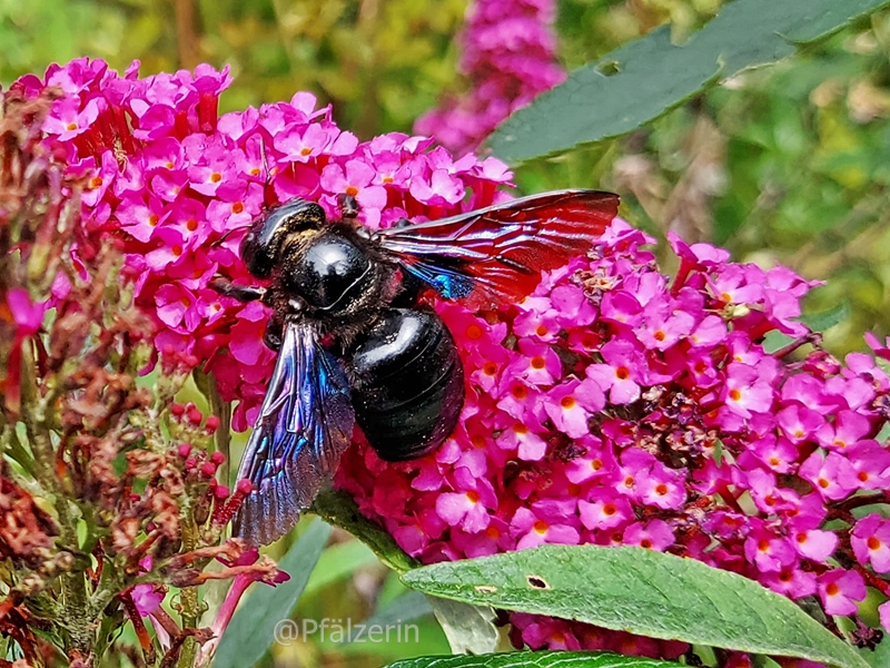 Blaue Holzbiene 5.webp