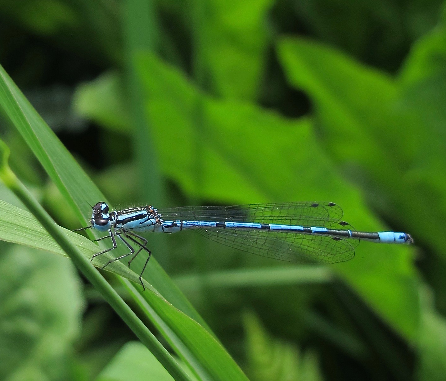 blaue libelle.jpg