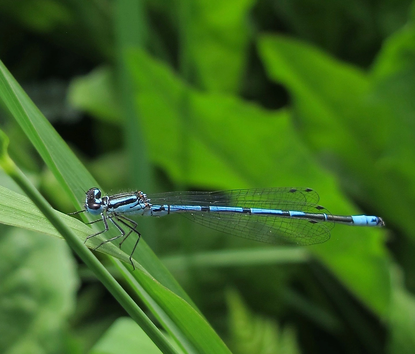 blaue libelle.webp