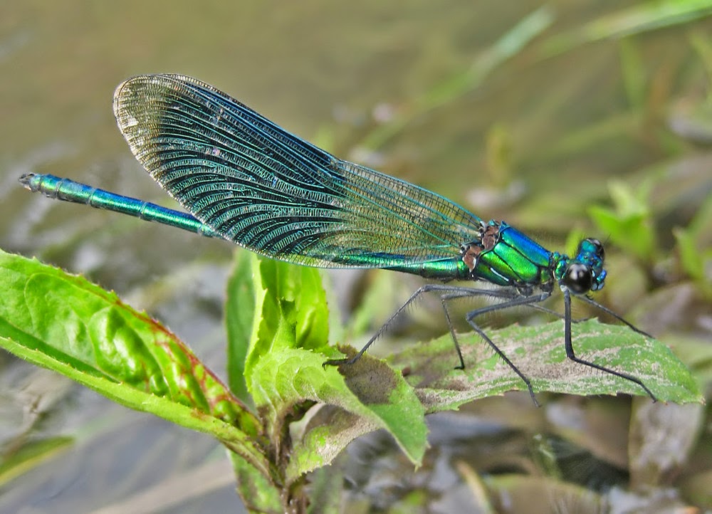 blauflügel prachtlibelle.jpg