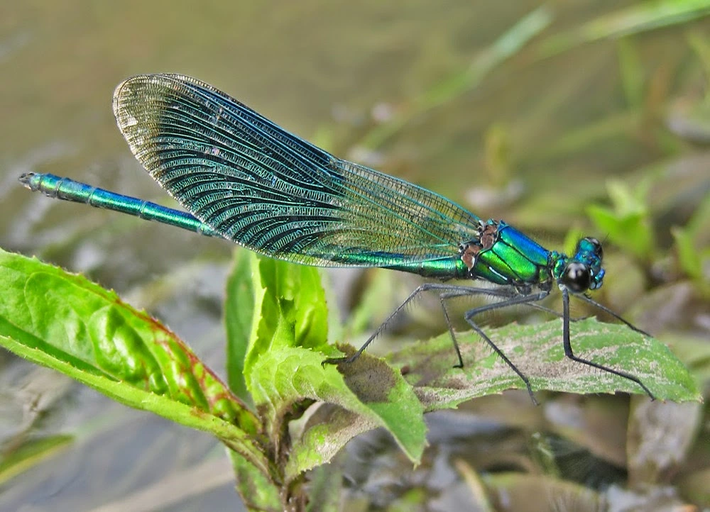 blauflügel prachtlibelle.webp