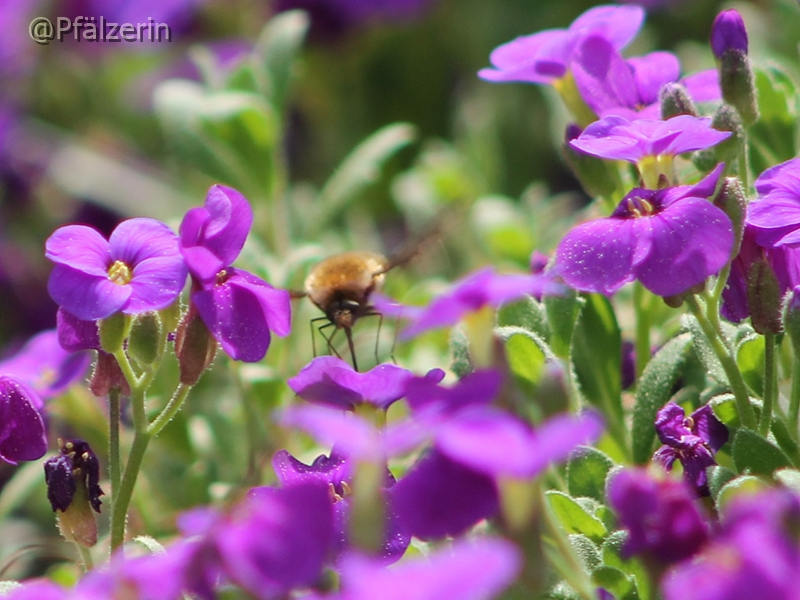 Blaukissen mit Wollschweber.webp