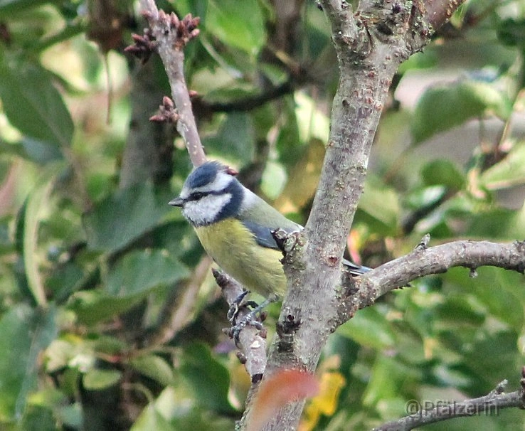 Blaumeise a.jpg