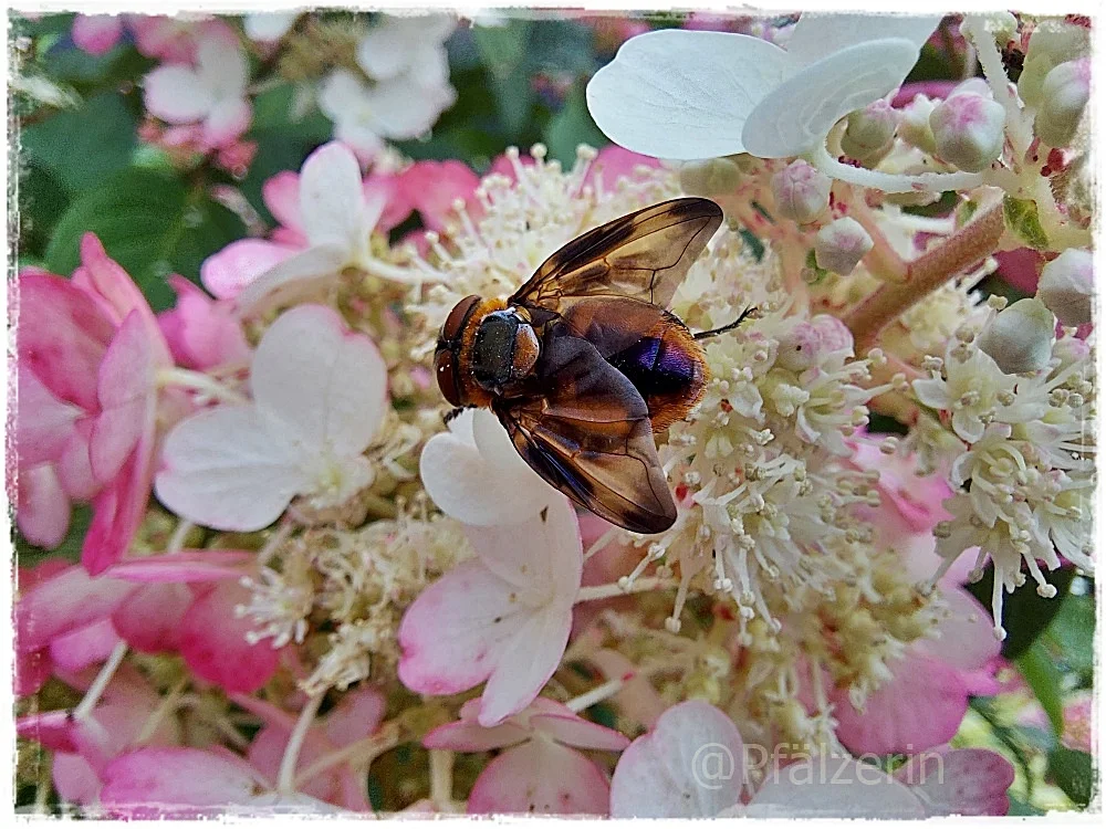 Blauschiller-Wanzenfliege Phasia hemiptera 2.webp