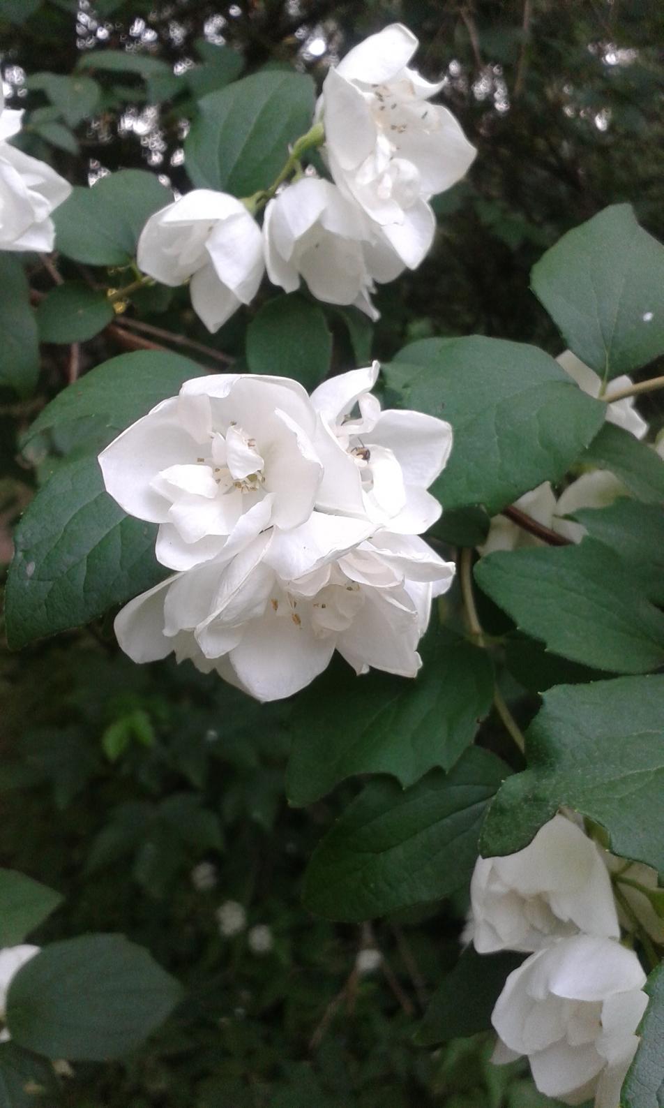Weiße Blüte am Strauch