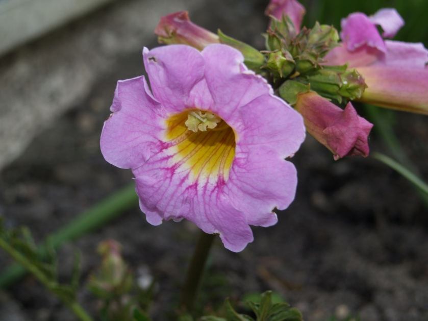 Unbekannte Knollenpflanze