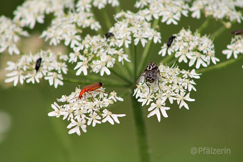 Blütendolde mit Insekten 2.JPG