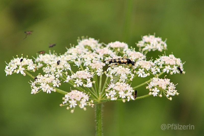 Blütendolde mit Insekten 7.JPG