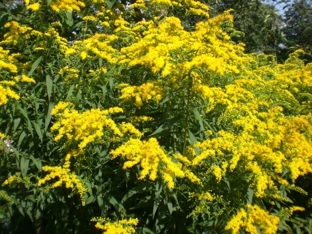 Wie heißt diese Blume?