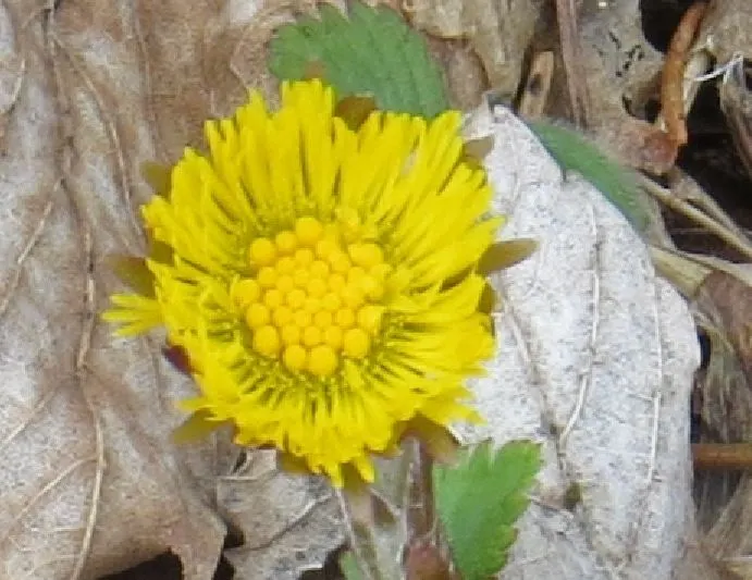 Gelöst Wie heißt diese Blume? (ähnlich Löwenzahn)