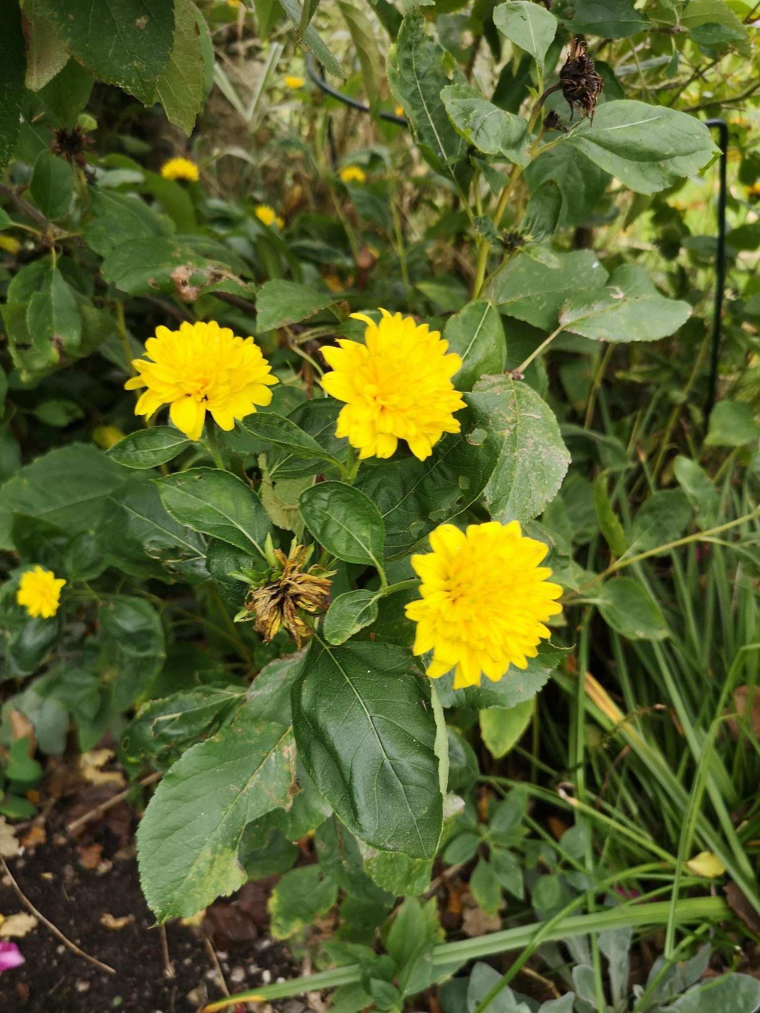 wie heißt Omis Blume?