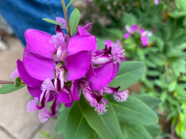 Blume.jpg