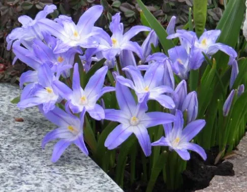 Gelöst Wie heißt diese Blume mit lila sternförmiger Blüte