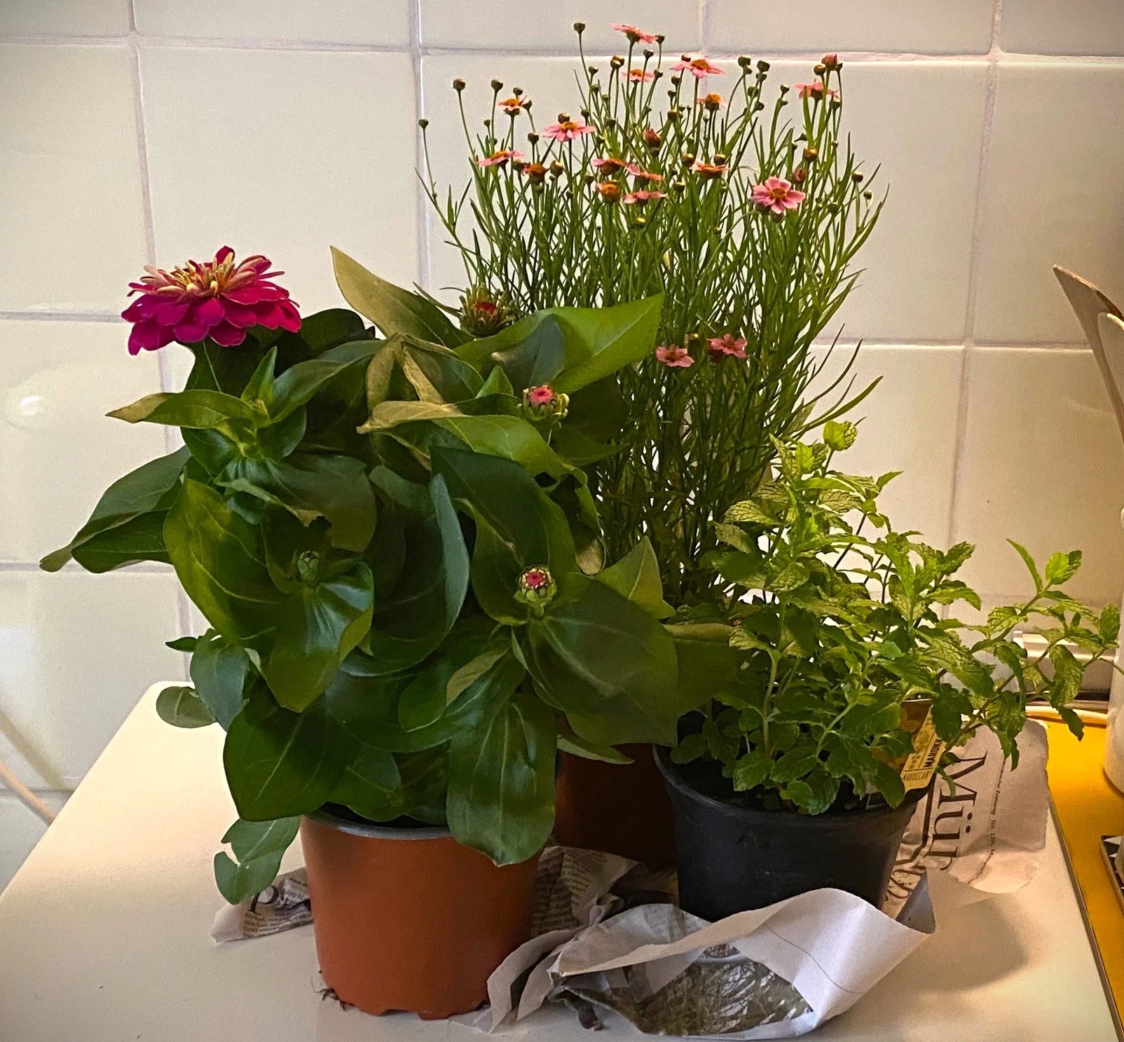 Blumen1.webp
