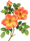 Blumenstrauß.gif