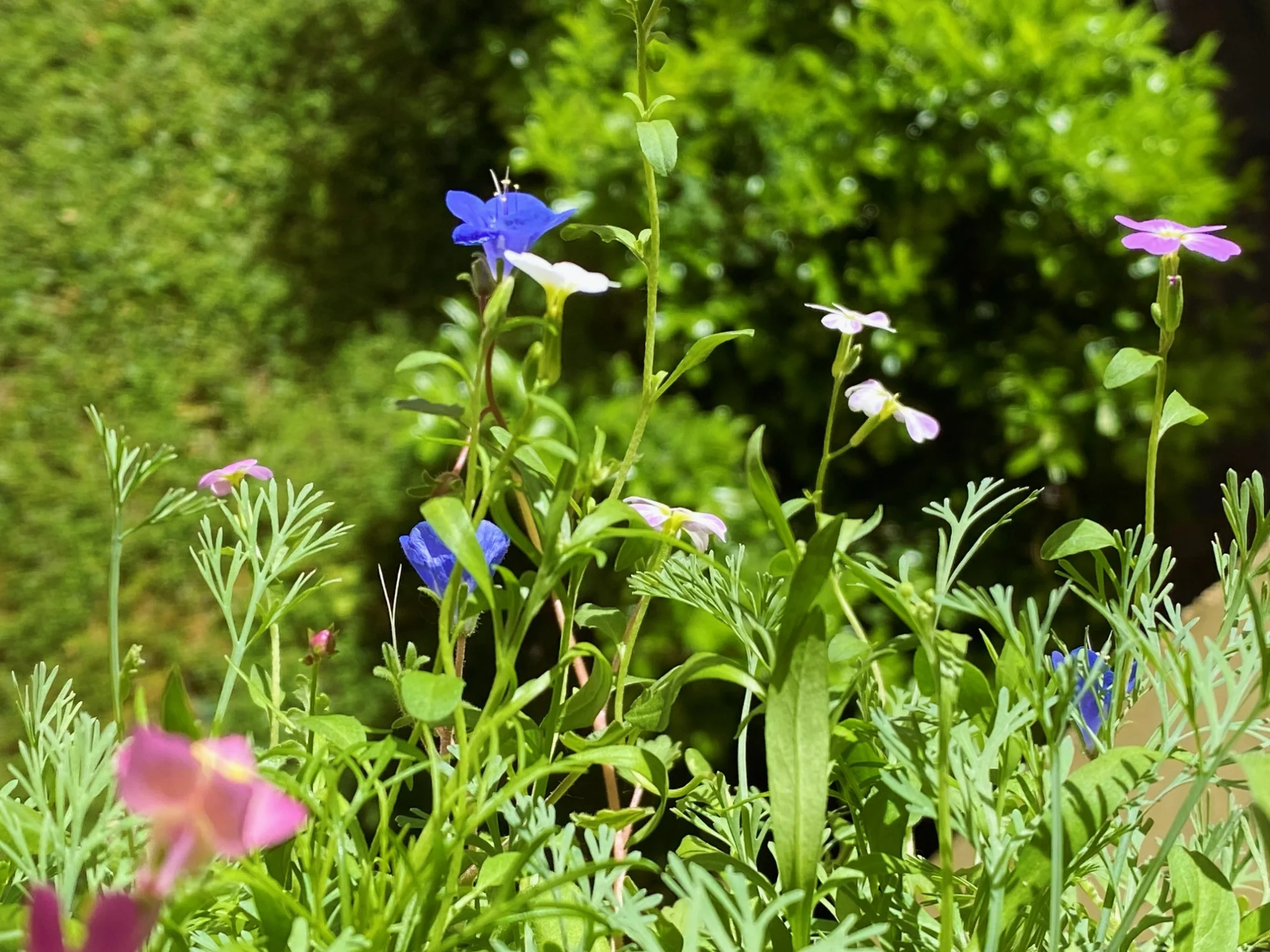Blumenwiese26.webp