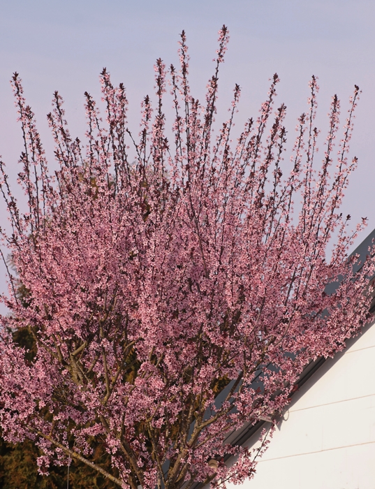 Blutpflaume_rosa_pink_in bloom_700.webp