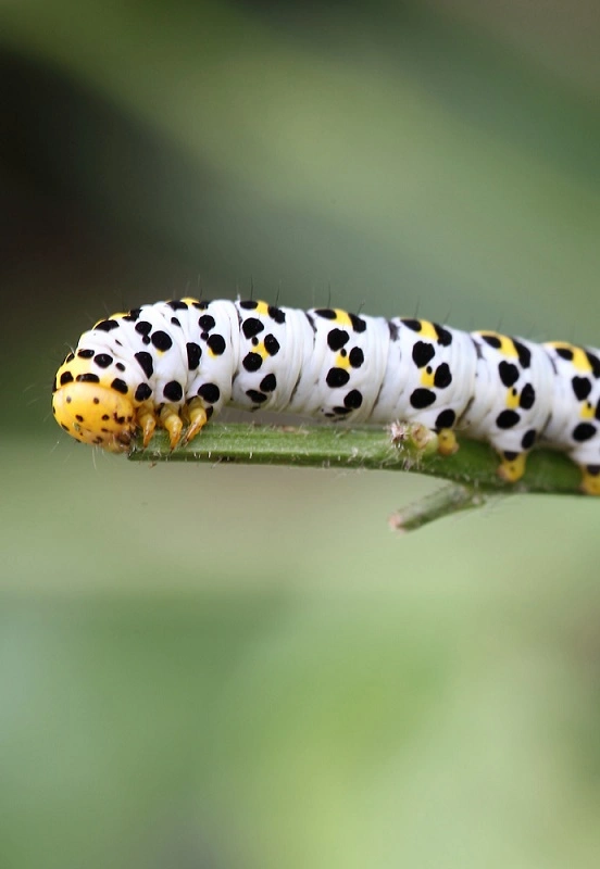 Braunwurzmönch.webp