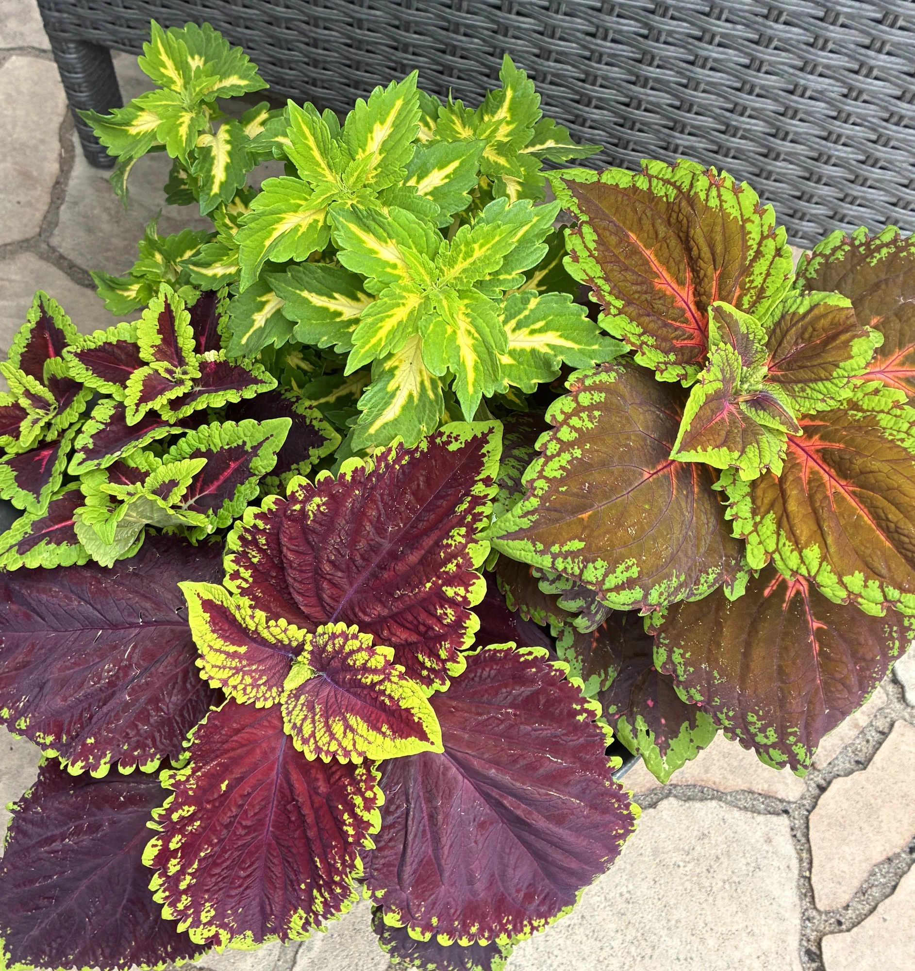 Buntnesseln 2025.webp