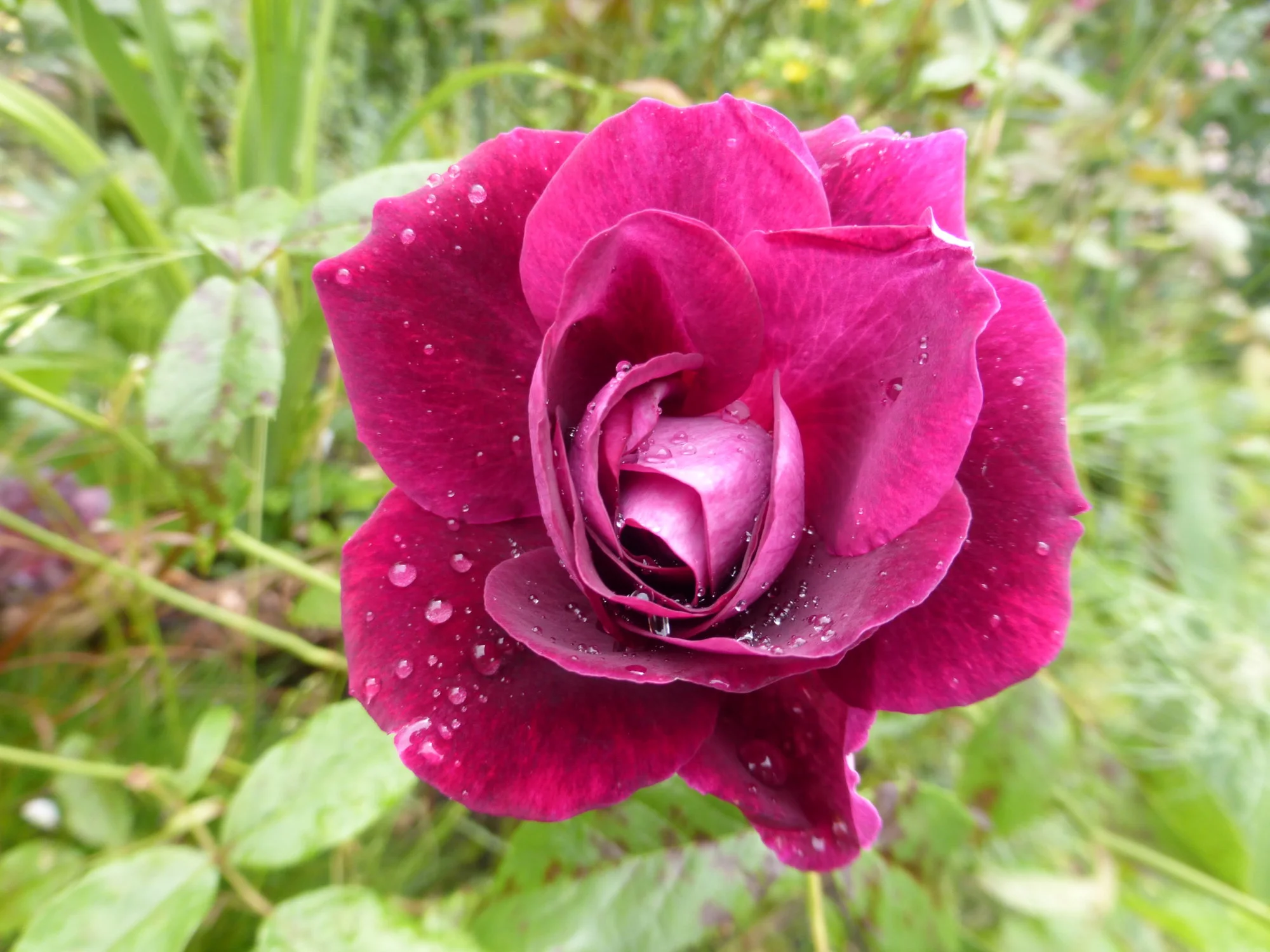 burgundy ice.webp