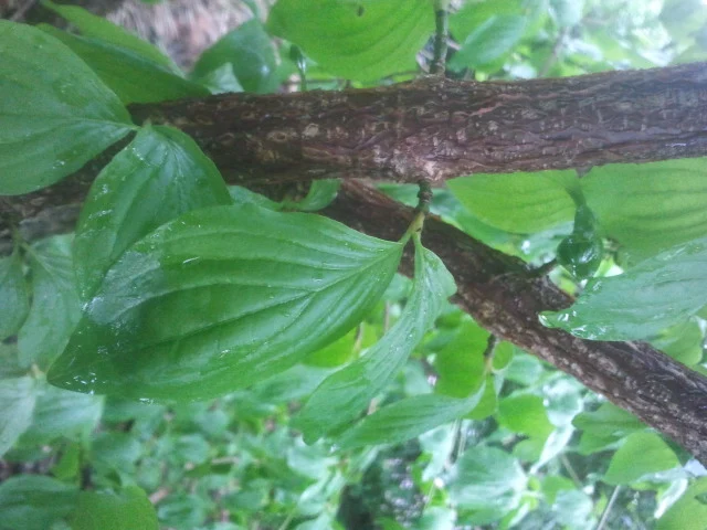 Grosser Busch, was ist es.