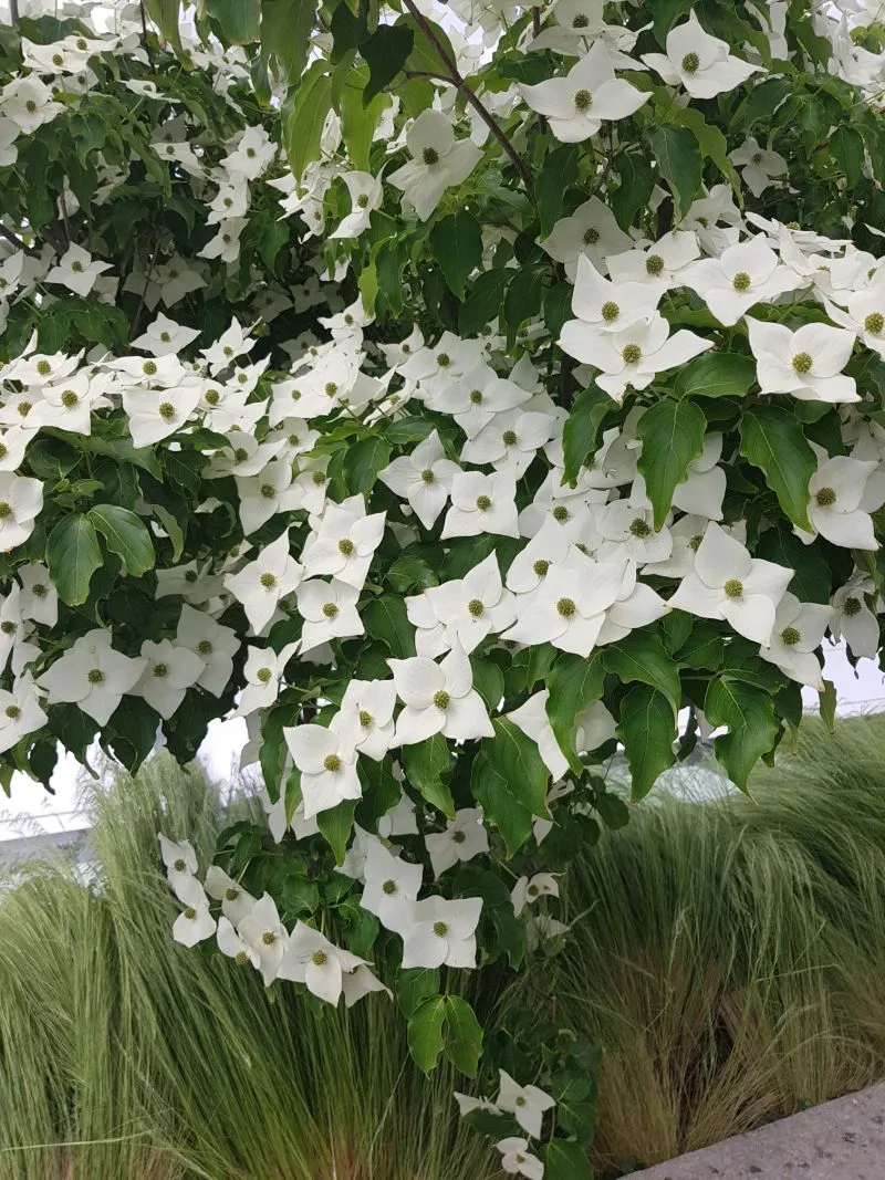 Gelöst Schöner Busch mit weißen Blüten