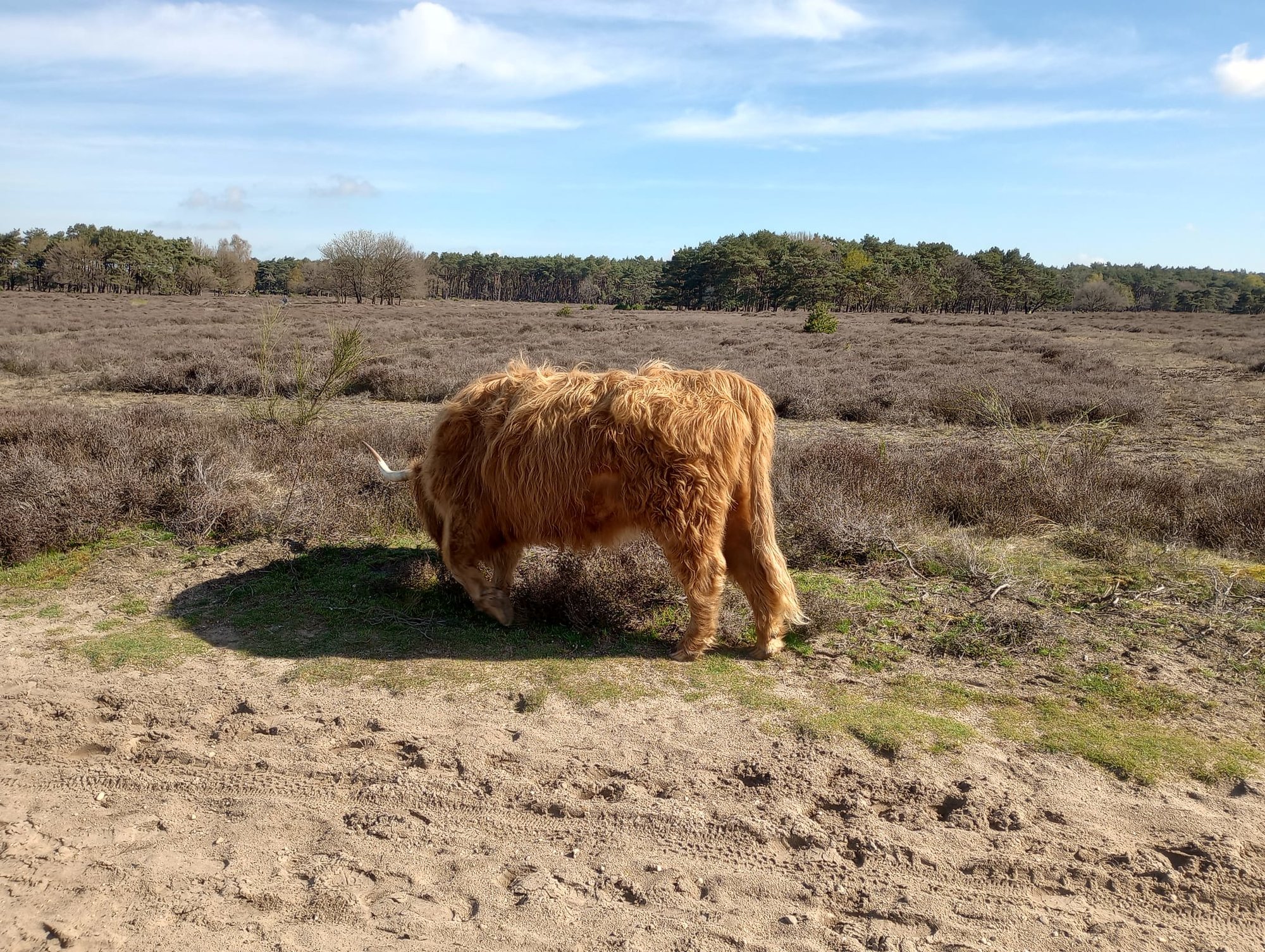 Bussumer Heide.jpg