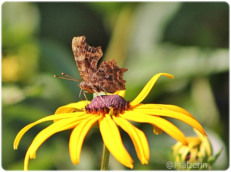 C-Falter im Garten 13.webp